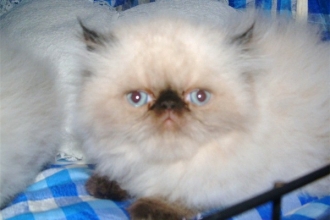 Himalayan Persian , 5 Best Himalayan Persian Cat For Sale In Cat Category