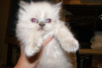 Himalayan Persian Kittens , 9 Cute Persian Himalayan Cat Rescue In Cat Category