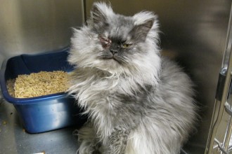 Himalayan Rescue , 8 Fabulous Persian Cat Rescue Seattle In Cat Category