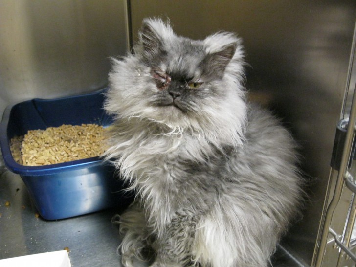 Cat , 8 Fabulous Persian Cat Rescue Seattle : Himalayan Rescue