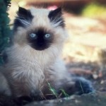 Himalayan kitten , 7 Charming Facts About Persian Cats In Cat Category