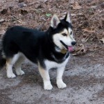 Husky Corgi , 9 Beautiful Siborgi Puppies In Dog Category