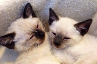 Hypoallergenic Old Style Balinese kittens in Cat