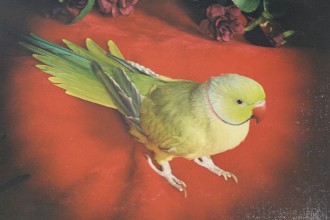 Indian Ring Neck For Sale , 7 Wonderful African Ringneck Parrot In Birds Category