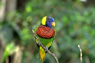 Indian Ringneck Parakeet , 7 Wonderful African Ringneck Parrot In Birds Category
