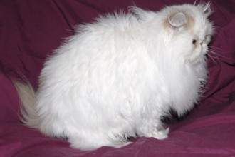 Indiana Cats , 9 Lovely Persian Cats For Sale In Indiana In Cat Category