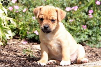 Jug Puppies , 7 Cute Peekapoo Puppies For Sale In Pa In Dog Category