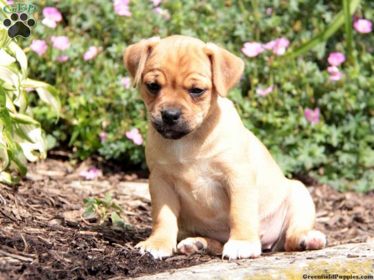Dog , 7 Cute Peekapoo Puppies For Sale In Pa : Jug Puppies