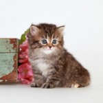 Kitten Application , 8 Cool Teacup Persian Cat Price In Cat Category