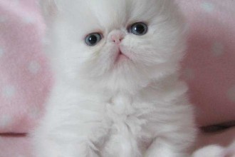 Kittens For Sale , 4 Gorgeous Persian Cats For Sale In Phoenix In Cat Category