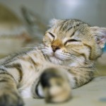 Kittens Short Hair , 8 Fabulous Shorthair Persian Cat In Cat Category