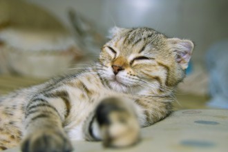 Kittens Short Hair , 8 Fabulous Shorthair Persian Cat In Cat Category