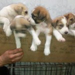 Kurdish Kangal Puppies For Sale , 7 NIce Kurdish Kangal Puppies For Salekurdish Kangal Puppies For Sale In Dog Category