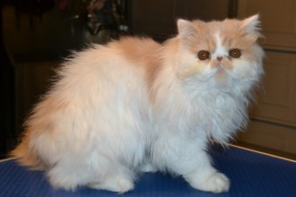 Kylies Cat Grooming , 8 Cute Grooming A Persian Cat In Cat Category