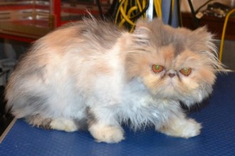 Kylies Cat Grooming , 9 Good Grooming Persian Cats In Cat Category