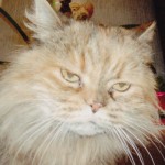 Lonely Persian Cat , 6 Persian Cat Allergies To Consider In Cat Category