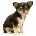 Long Haired Chihuahua puppy  , 9 Cute Chiuaua Puppies For Sale In Ohio In Dog Category