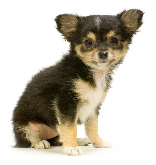 Long Haired Chihuahua puppy 