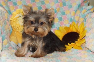 Maltese  , 5 Cute Morkie Puppies For Sale In Pittsburgh Pa In Dog Category