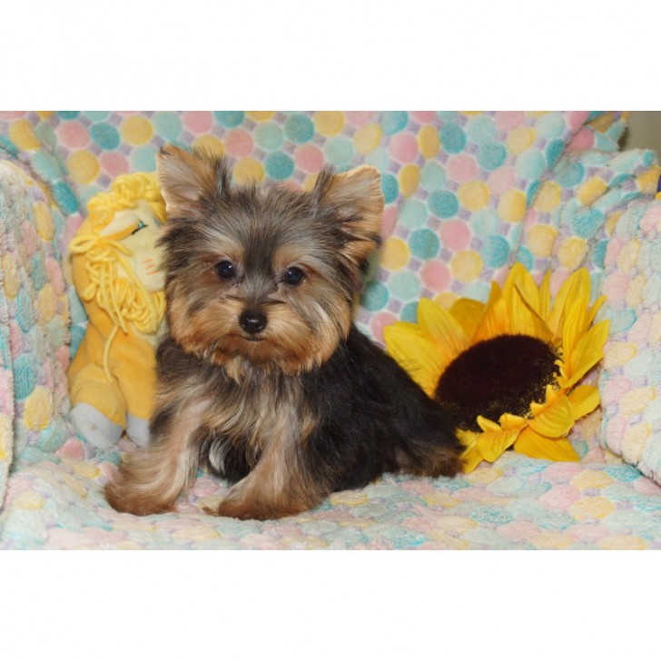 Dog , 5 Cute Morkie Puppies For Sale In Pittsburgh Pa : Maltese 