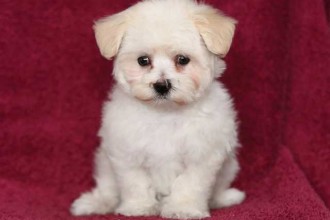 Maltese , 7 Cool Maltese Puppies For Sale In Augusta Ga In Dog Category