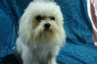 Maltese Breeders In Indiana , 5 Cute Morkie Puppies For Sale In Pittsburgh Pa In Dog Category