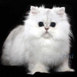 Micah Doll Faced Persian , 6 Cute Doll Face Persian Cat In Cat Category