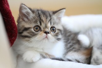 Mini Persian Cat in Cat