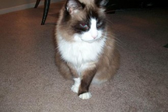 Missing Siamese Persian Cat , 6 Stunning Persian Cats Houston In Cat Category
