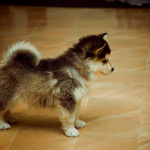 Mix Pomsky Puppies , 6 Cute Pomsky Puppies For Sale In Oklahoma In Dog Category