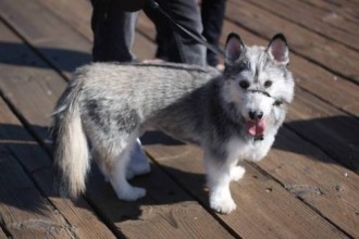 Oddest Mixed Breeds , 9 Beautiful Siborgi Puppies In Dog Category