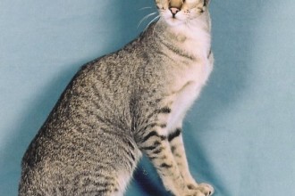 Oriental Shorthair Kittens , 7 Cute Persian Shorthair Cat In Cat Category
