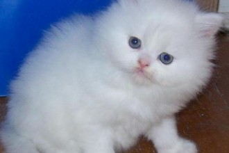 PERSIAN KITTENS , 8 Charming Persian Cats Rescue In Cat Category