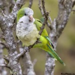 Parrot Pictures , 7 Beautiful Monk Parrots In Birds Category