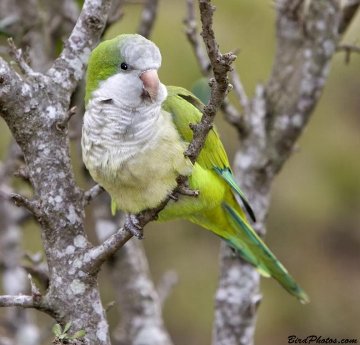 Birds , 7 Beautiful Monk Parrots : Parrot Pictures