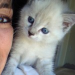 Persian Cat Adoption , 6 Nice Persian Cat Rescue Virginia In Cat Category