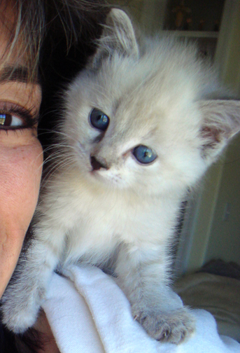 Cat , 6 Nice Persian Cat Rescue Virginia : Persian Cat Adoption