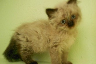 Persian Cat Adoption , 6 Charming Persian Cat Rescue Los Angeles In Cat Category