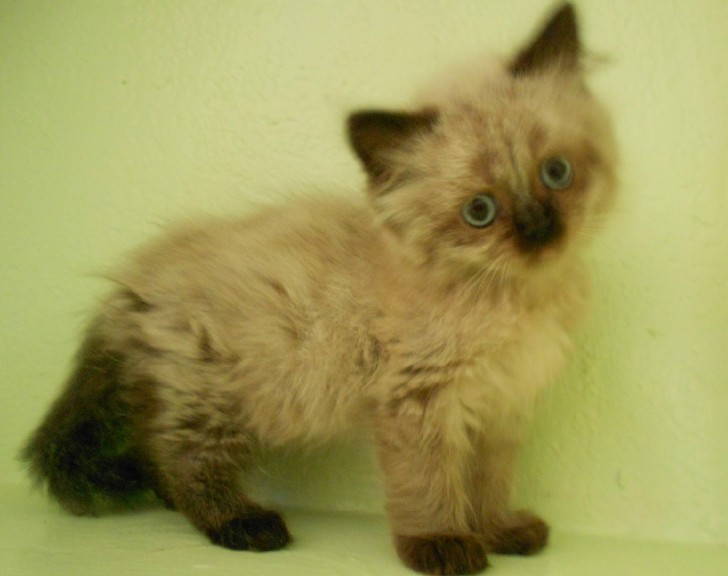 Cat , 6 Charming Persian Cat Rescue Los Angeles : Persian Cat Adoption