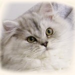 Persian Cat Behavior , 9 Lovely Persian Cat Eye Problems In Cat Category