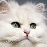 Persian Cat Breed Information , 9 Cute Persian Cat Health Issues In Cat Category