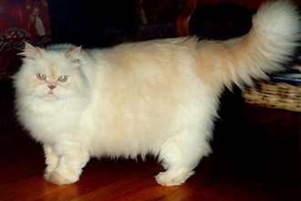 Persian Cat Breeds Pictures , 9 Nice Persian Cat Eye Care In Cat Category