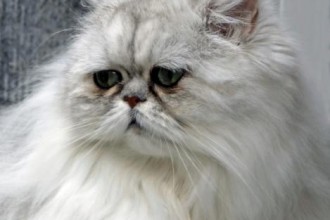 Persian Cat Facts , 9 Cool How Much Do Persian Cats Cost In Cat Category