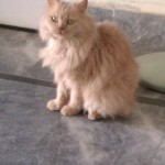 Persian Cat For Sale , 8 Lovely Persian Cat Prices In Cat Category