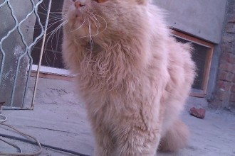 Persian Cat For Sale In Sargodha , 8 Lovely Persian Cat Prices In Cat Category