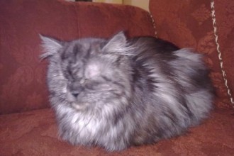 Persian Cat For Sale , 8 Lovely Persian Cat Prices In Cat Category