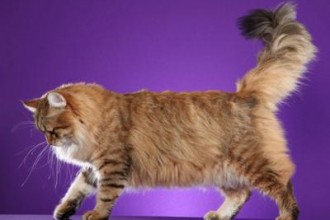 Persian Cat Health , 9 Cute Persian Cats Hypoallergenic In Cat Category
