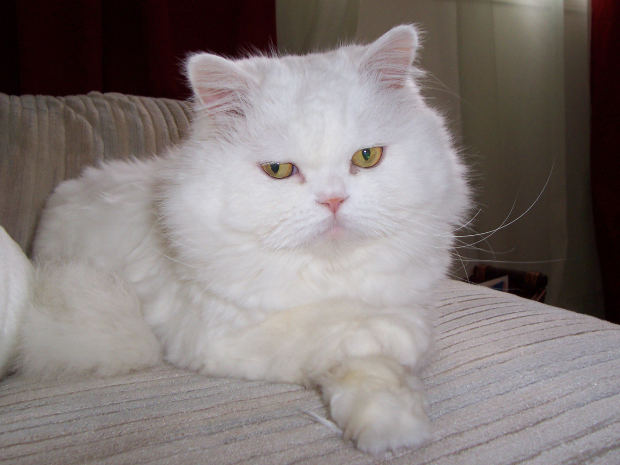Persian Cat MorgueFile June 29 2013