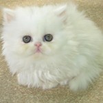 Persian Cat Pictures , 8 Charming Persian Cat Facts In Cat Category