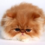 Persian Cat Pictures Gallery , 9 Awesome Types Of Persian Cats In Cat Category